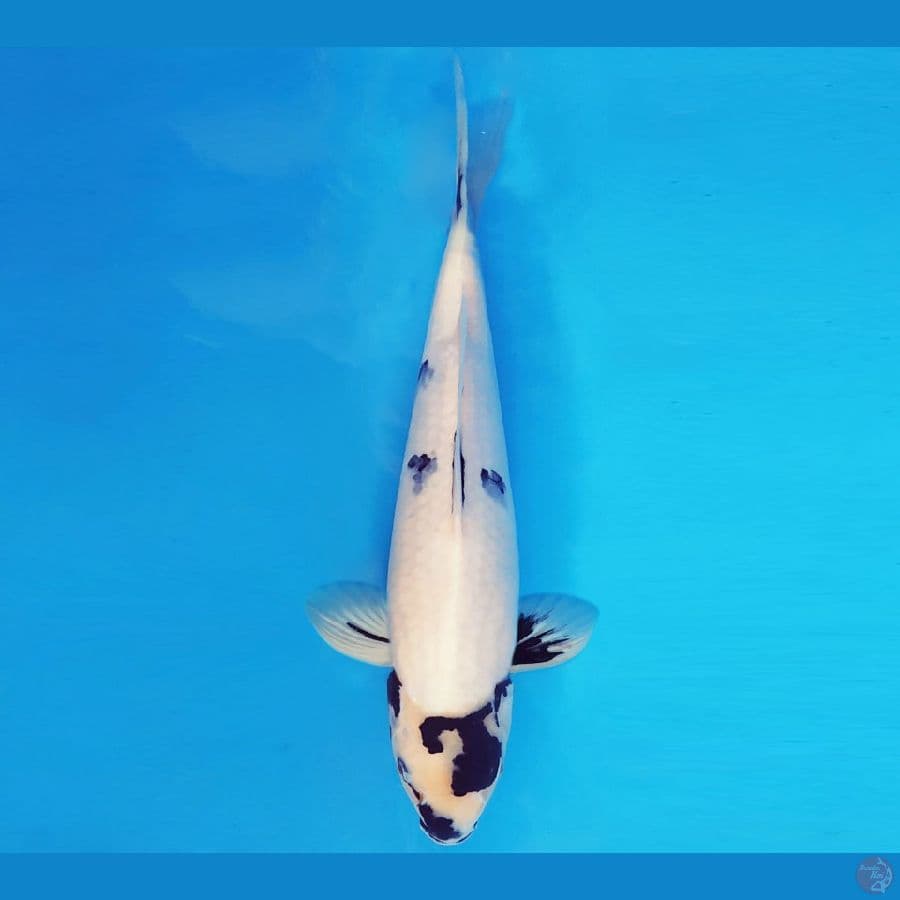 YAMATO 6 - SHIRO EVOLUTION 37 cm/male ®