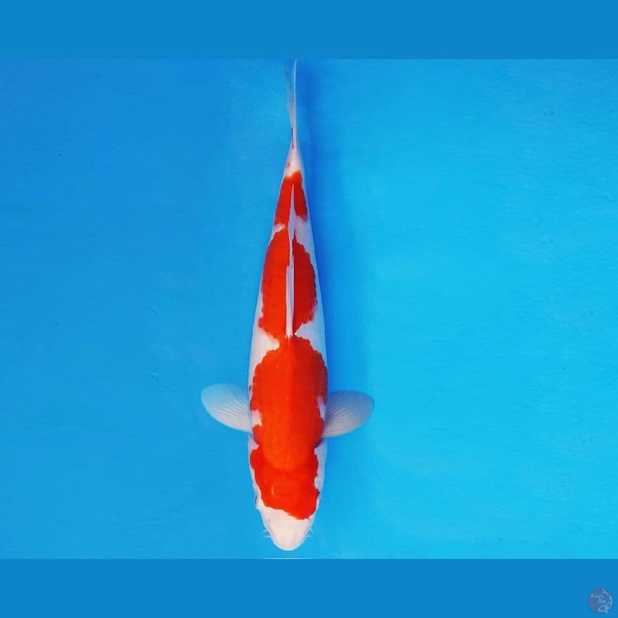 YAMATO 8 - KOHAKU 32 cm/fm ®