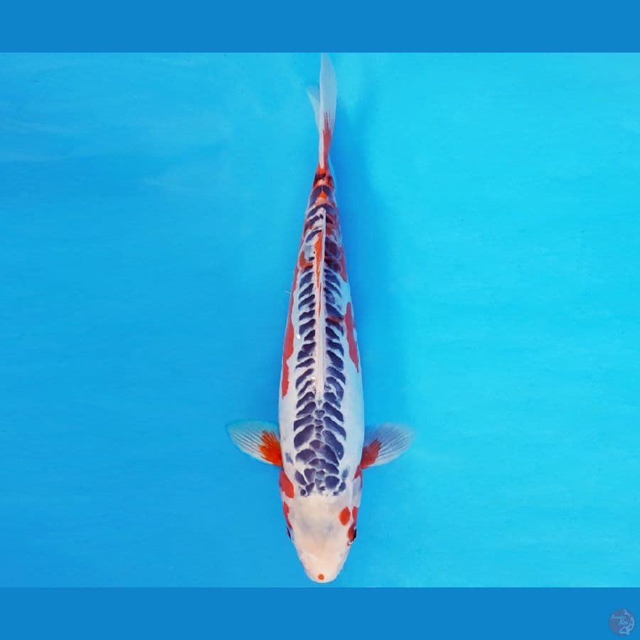 YAMATO 11 - SHUSUI 31 cm/fm ®