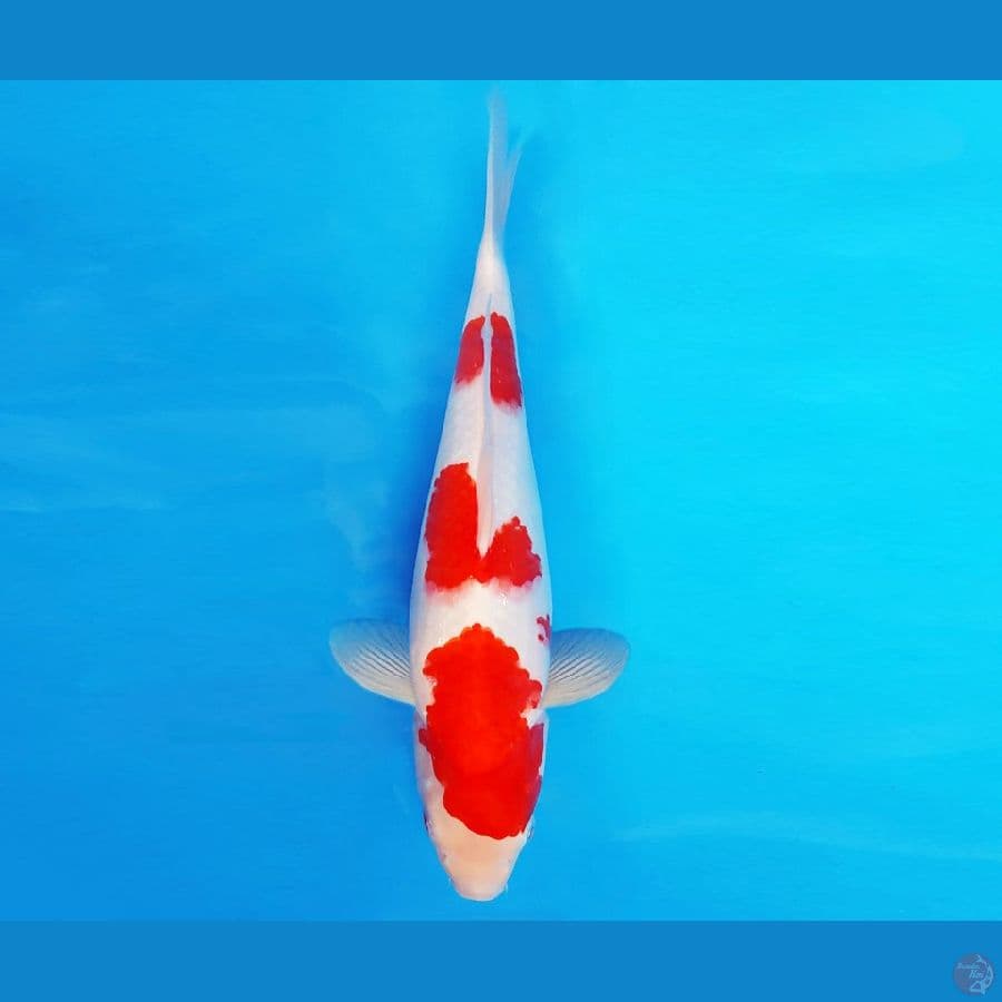 YAMATO 12 - KOHAKU 30 cm/fm ®