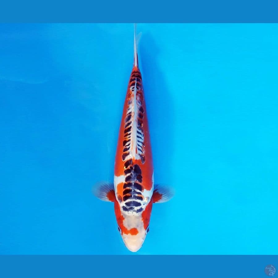 YAMATO 14 - SHUSUI 31 cm/fm ®