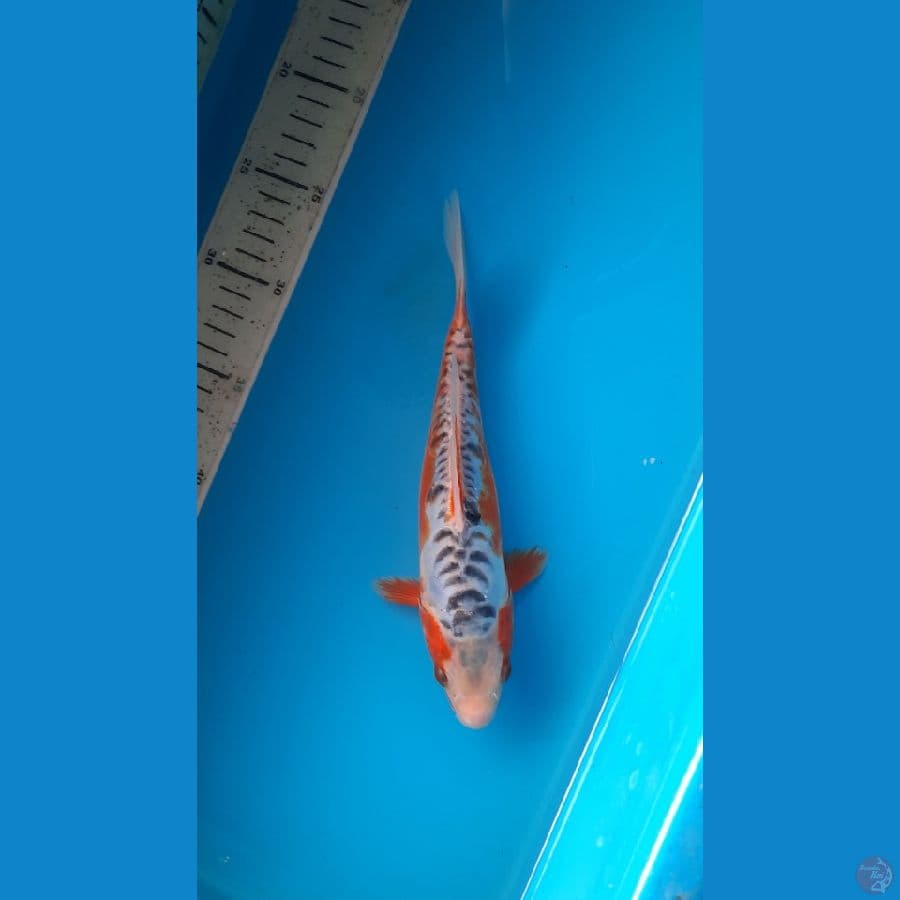 shusui 23cm