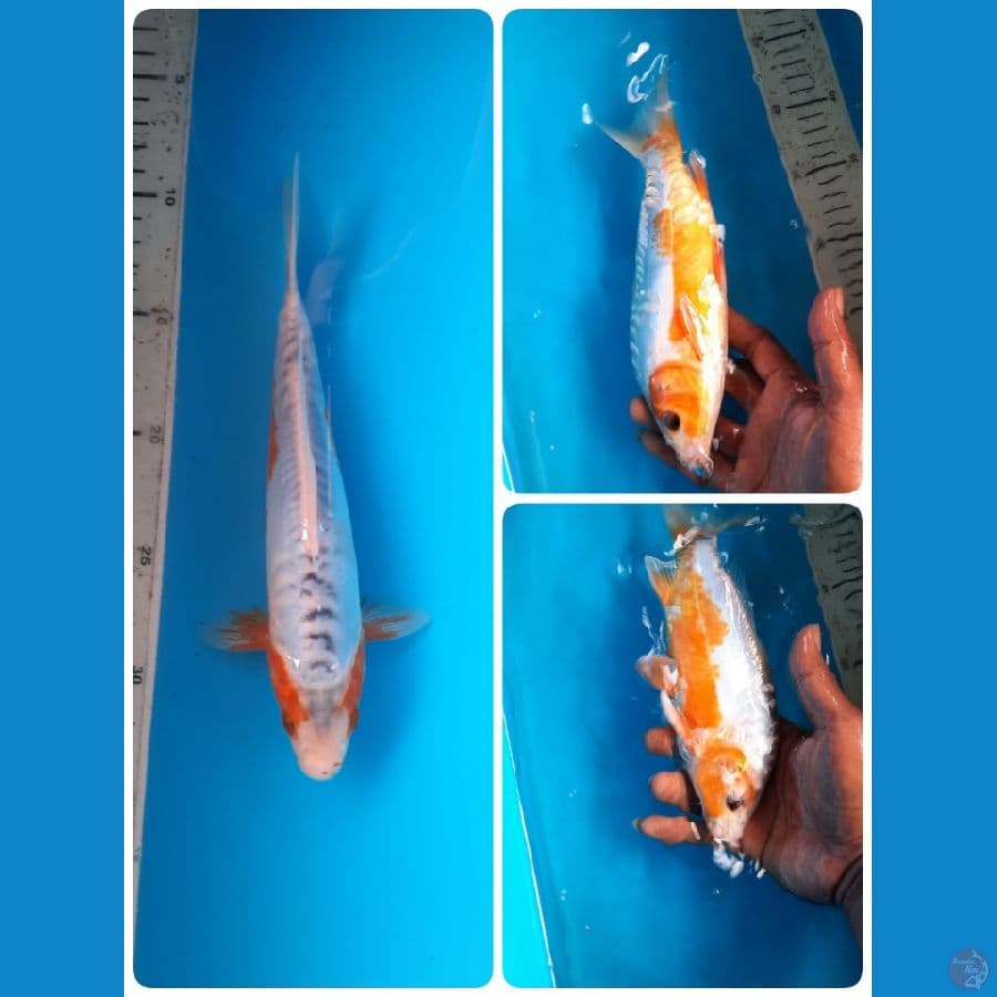 shusui 24cm