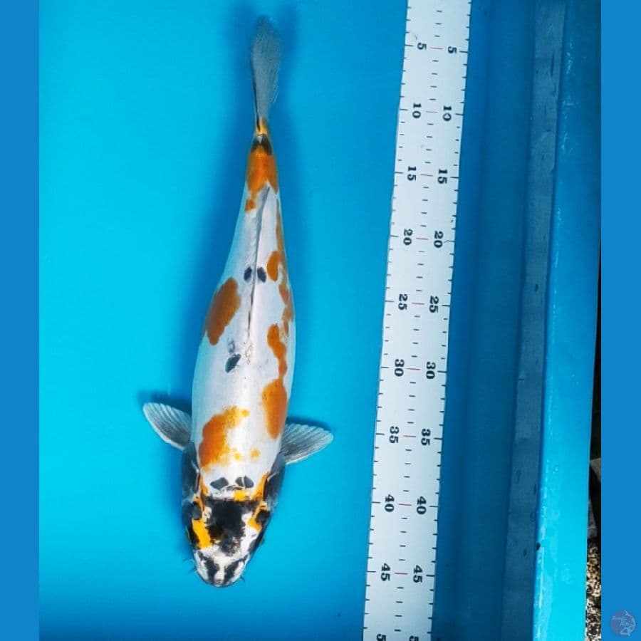 kiko bulky 40cm