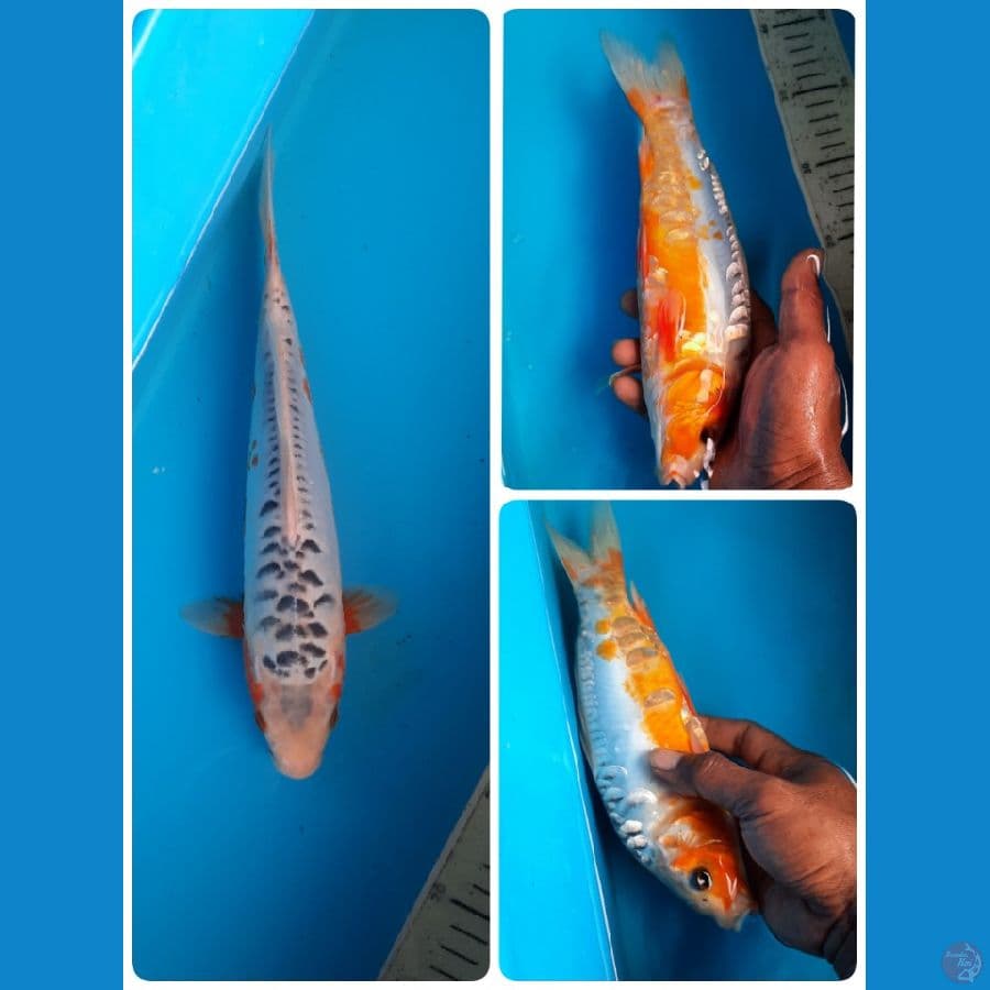 shusui 26cm 
