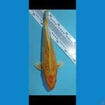 yamabuki gindrin 31cm 