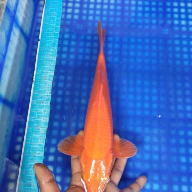 Benigoi 33cm