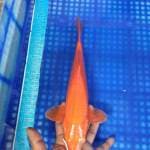 Benigoi 33cm