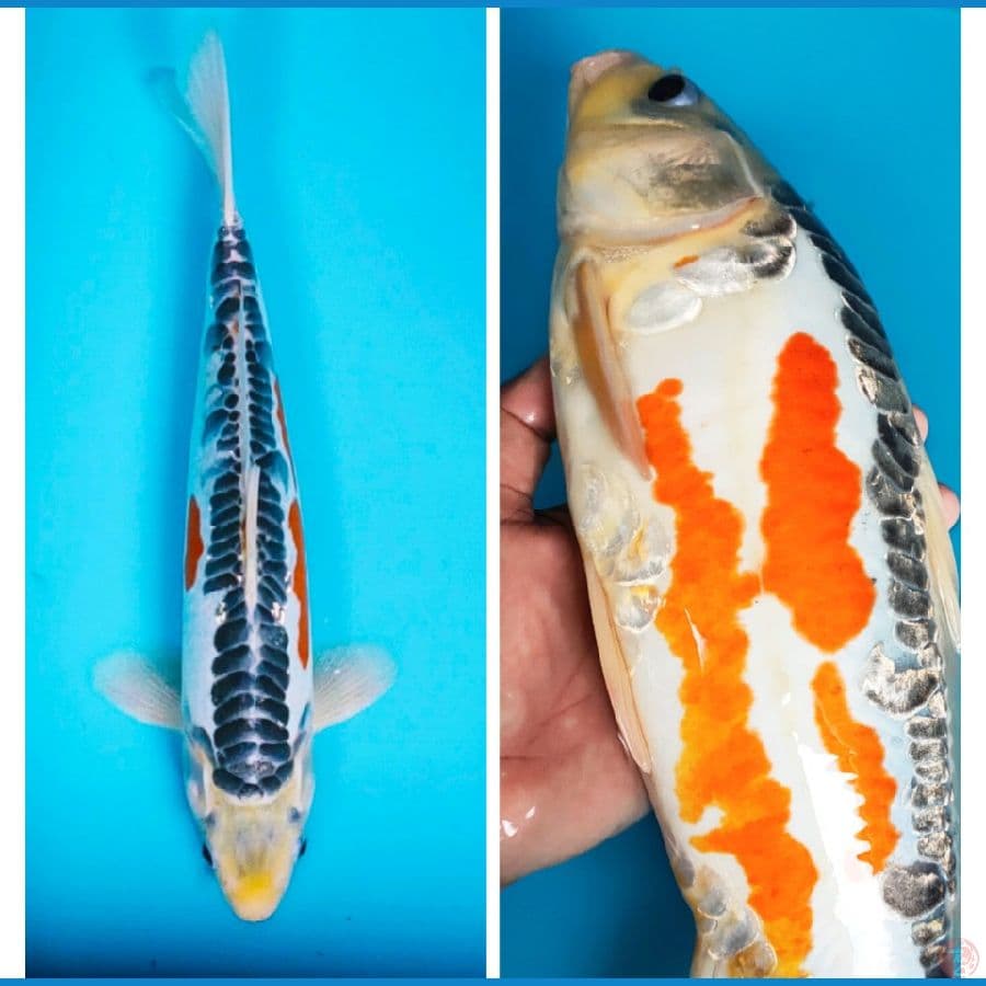 hana shusui strong 36cm male