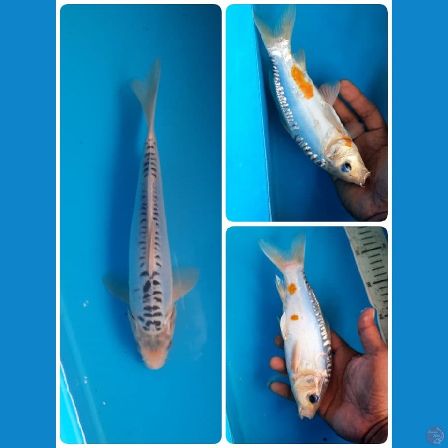shusui 23cm 