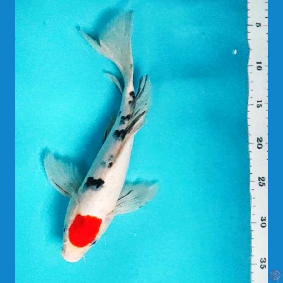 kumpay tancho sanke 32cm