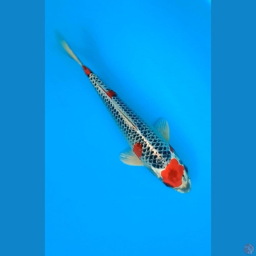 red kujaku