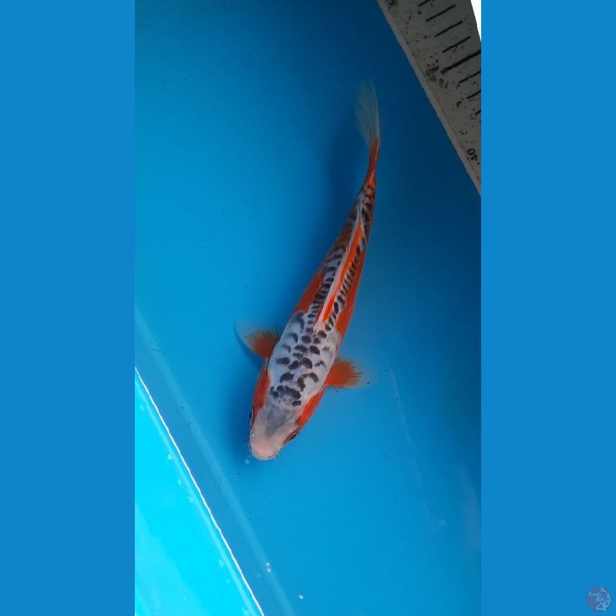 shusui 21cm