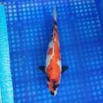 Showa 29cm