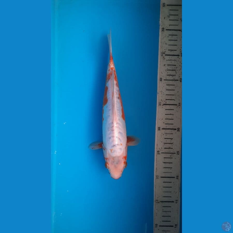 koshui 28cm 