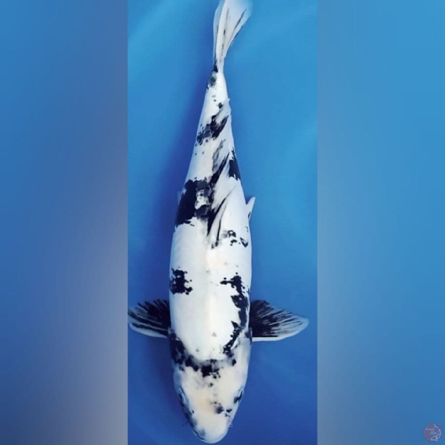 Doitsu Shiro 45cm FM