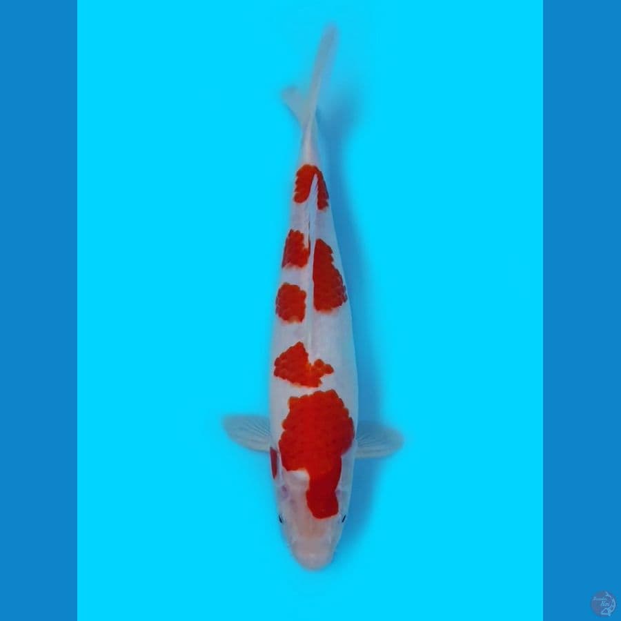 kohaku original 35cm bakat jumbo