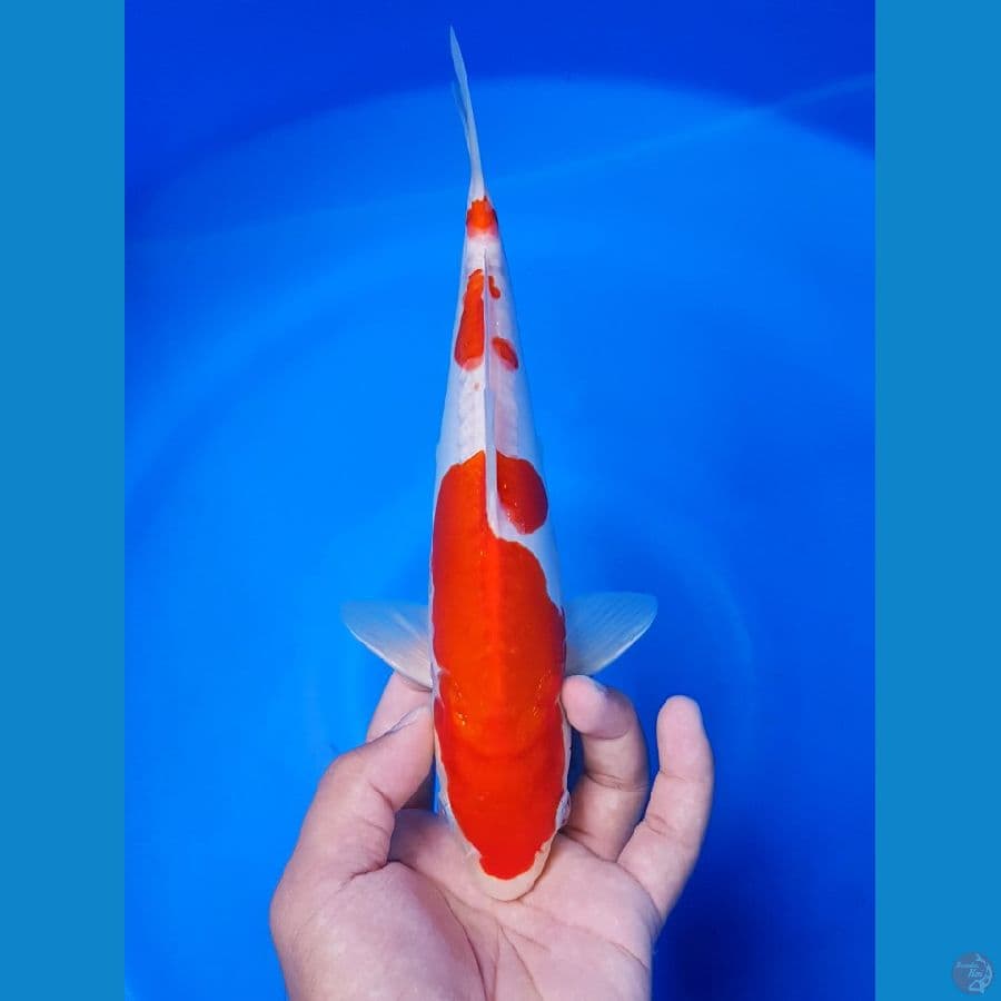 kohaku doitsu 27cm original
