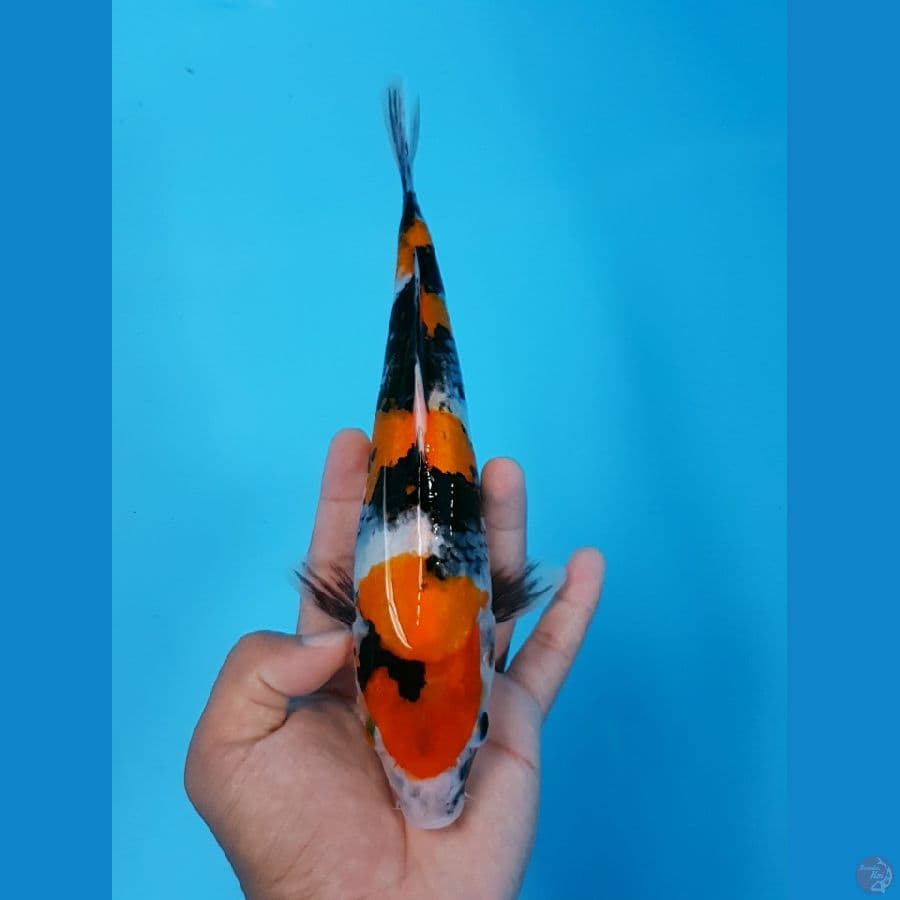 Showa Shansoku 25cm