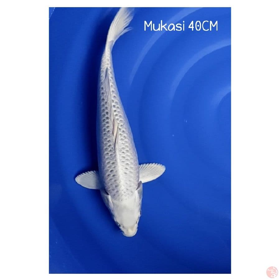 Mukasi 40CM