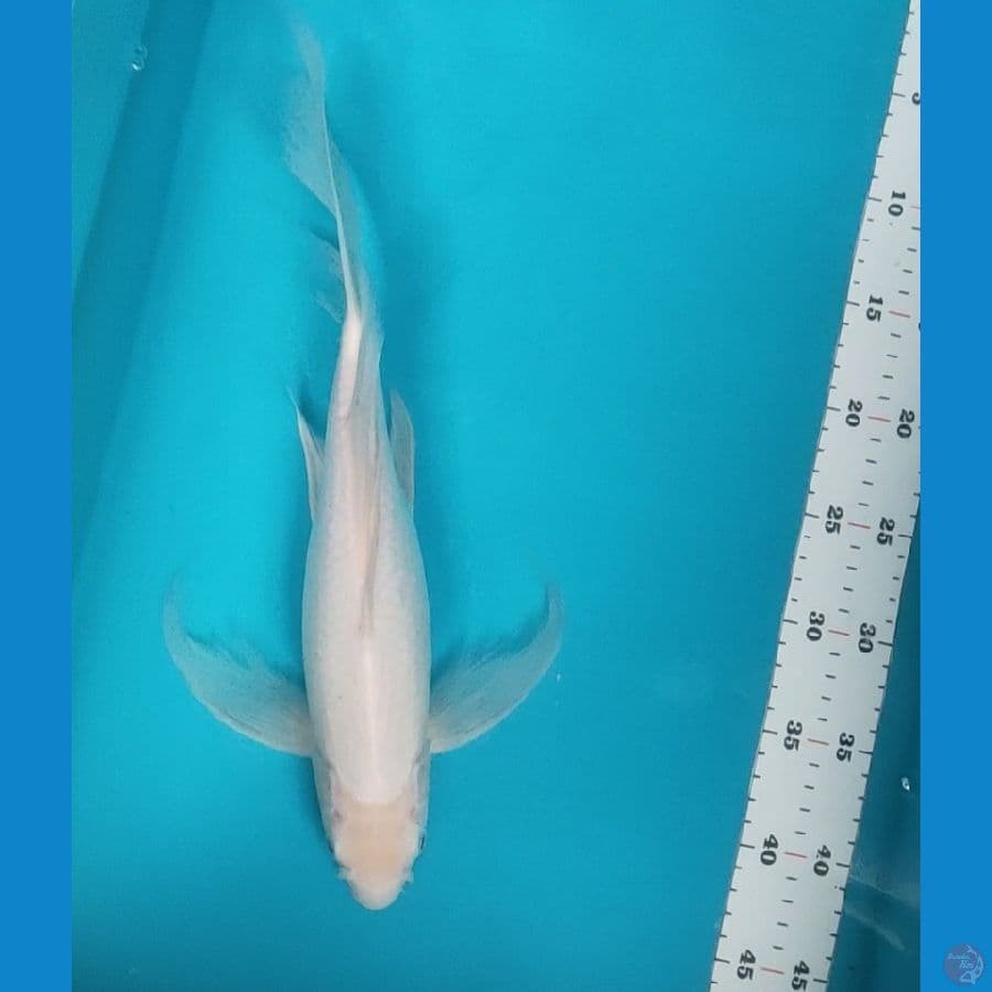 kumpay shiromuji 39cm
