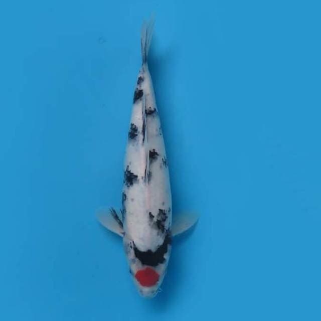 (28cm)  TANCHO SHOWA BERSIH ORIGINAL - TOSAI 