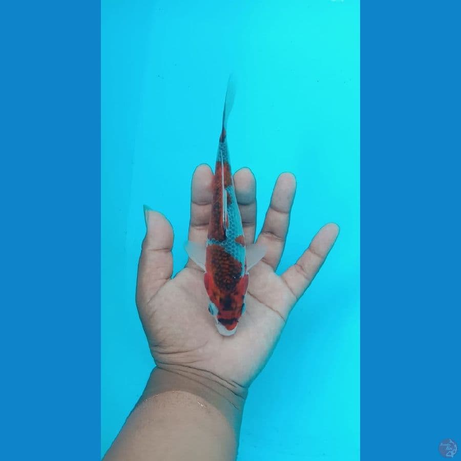 ghosiki 17 cm