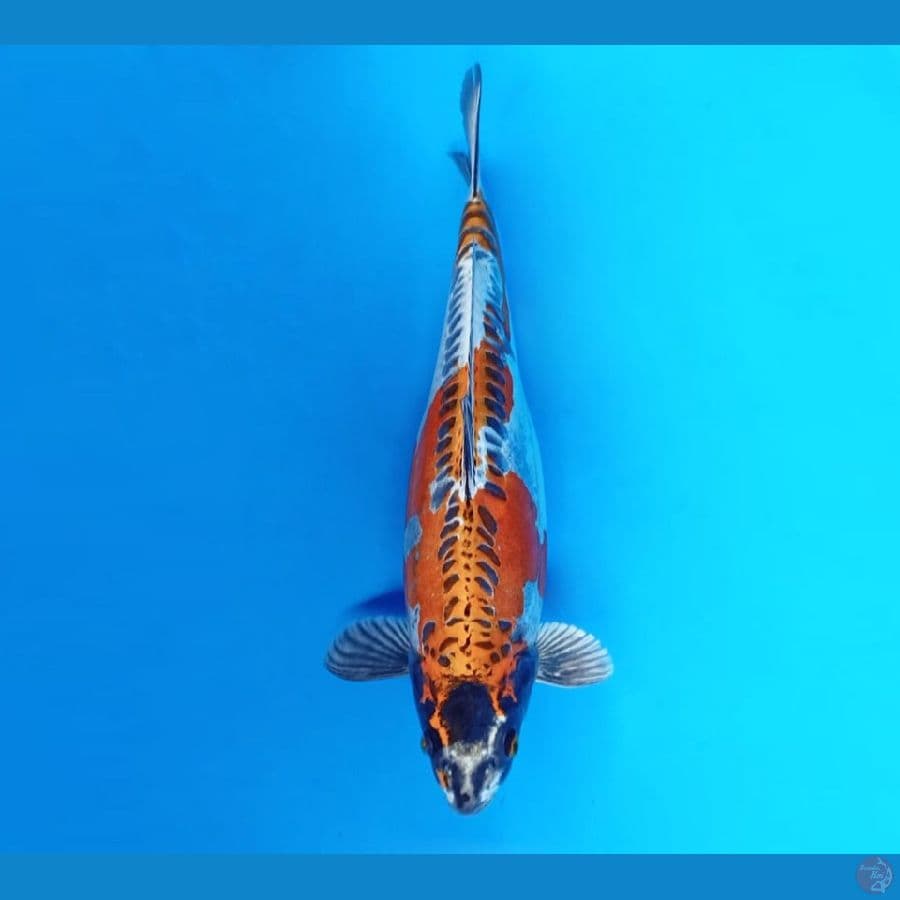 2.KIKO KURYU HAMIL 35 CM/FMML