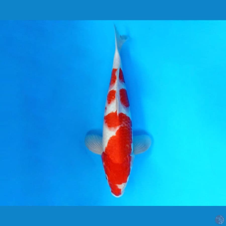 9.KOHAKU 31 CM/ML