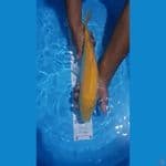 karashi 40cm