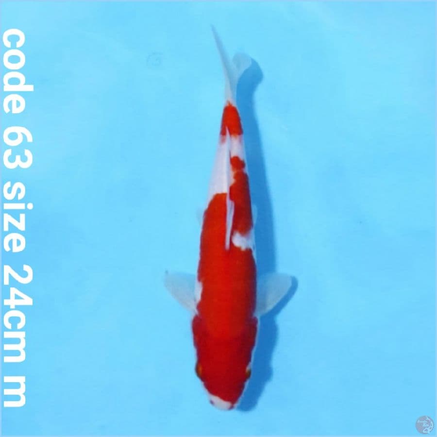 Kohaku solid red
