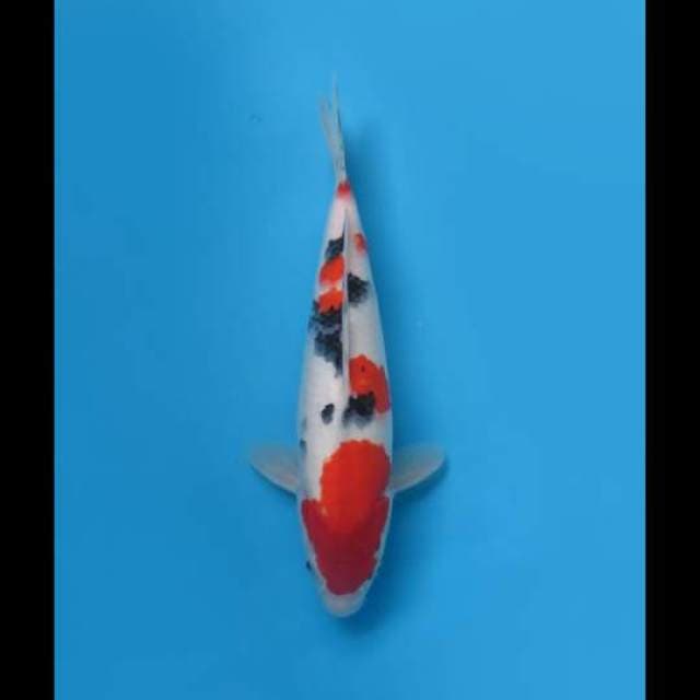 (33cm) TAISO SANKE BERSIH ORIGINAL - TOSAI