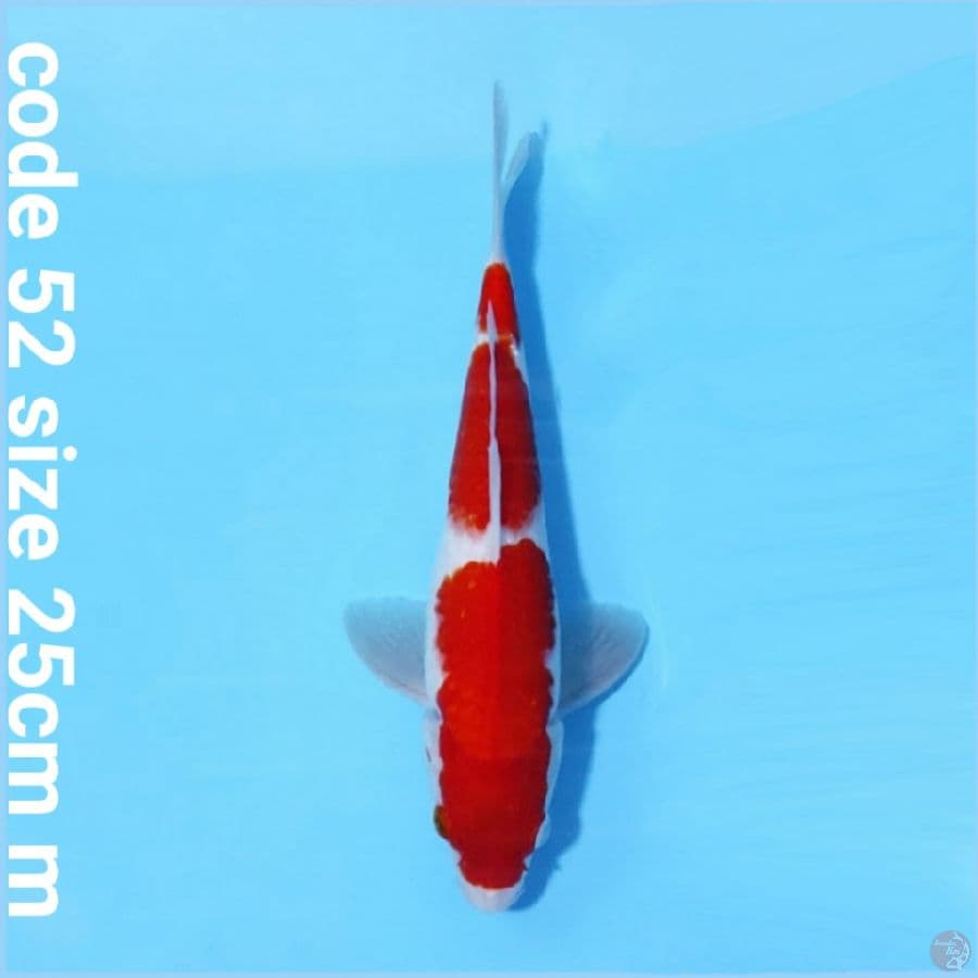 Kohaku merah strong