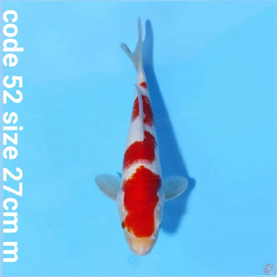 Kohaku 4 step ori