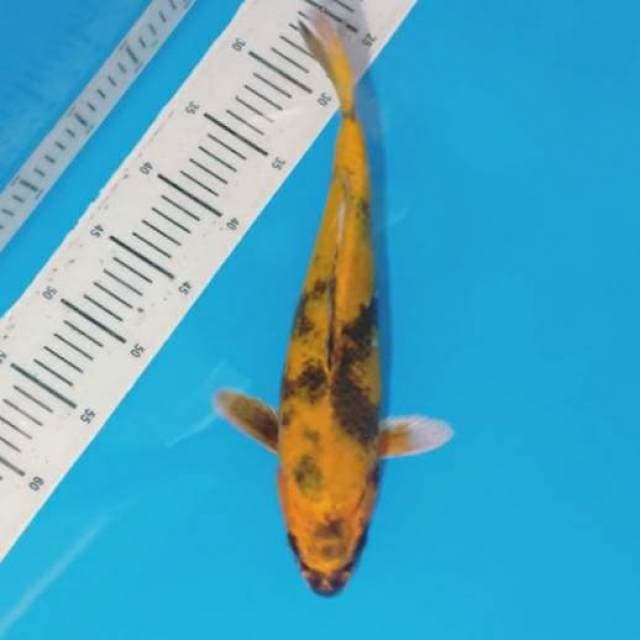 Ki utsuri 38cm..kuning