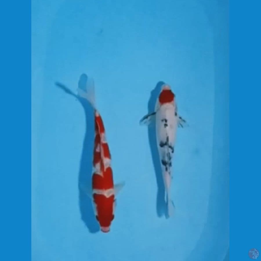 TANCHO SANKE & KOHAKU