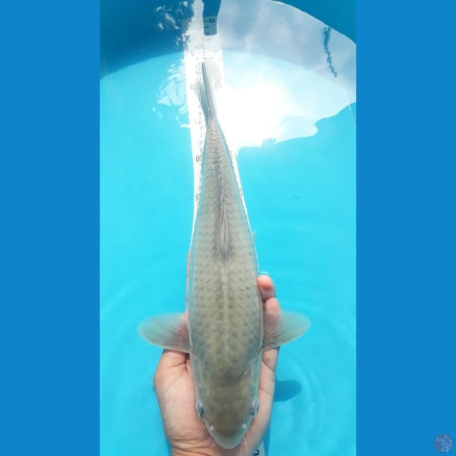 SORAGOI PUNUK / M / 35cm