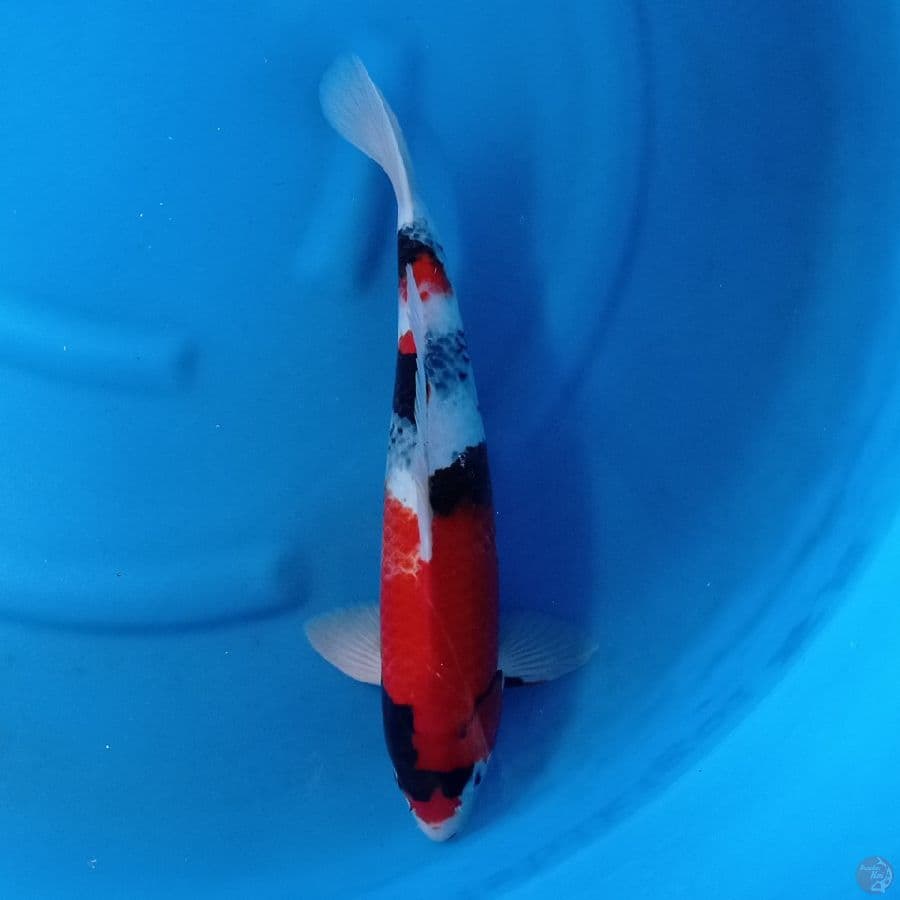 Showa sanshoku 43 cm