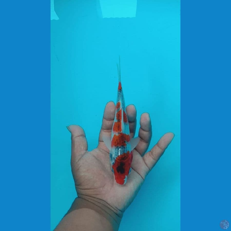 ghosiki 17 cm