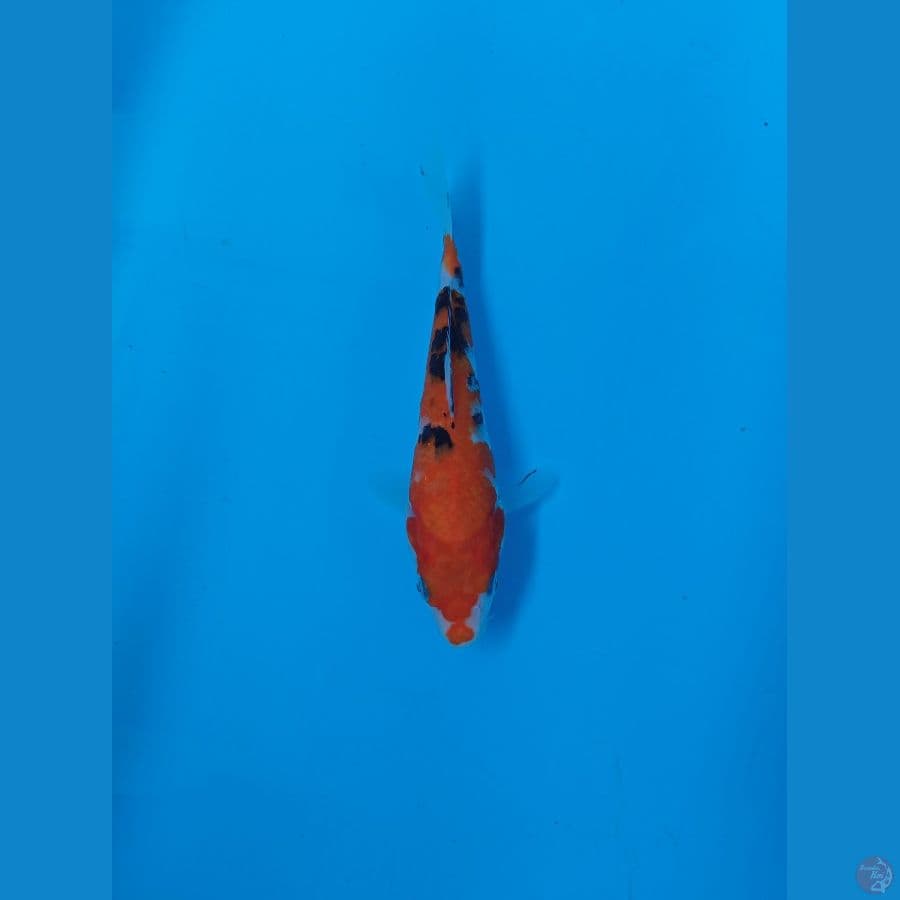 sanke 22 cm