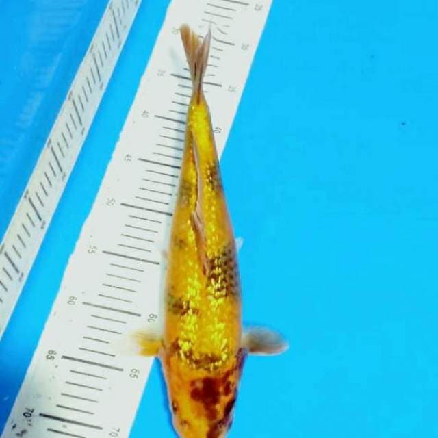 Kin ki utshuri ginrin 35cm