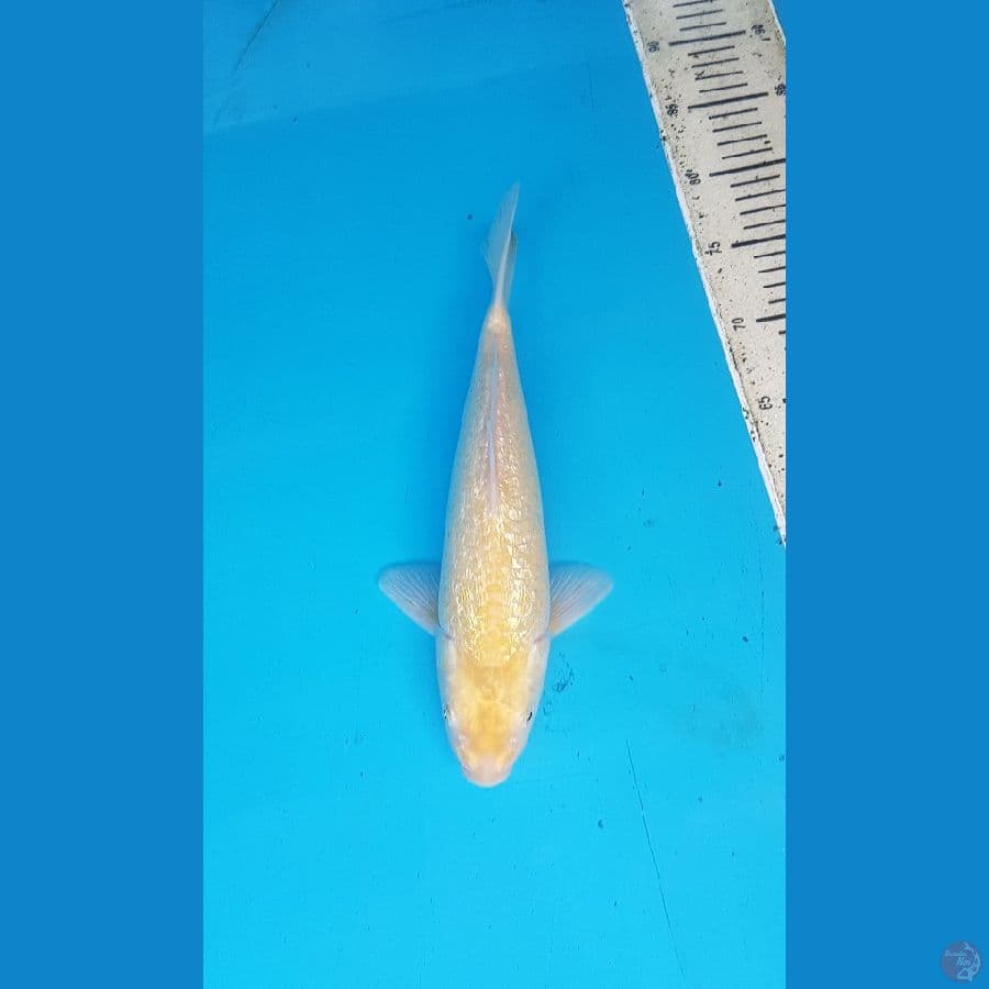 karashi ginrin 30cm