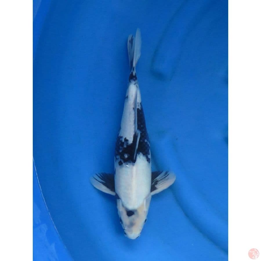Shiro Utsuri Putih , 38cm