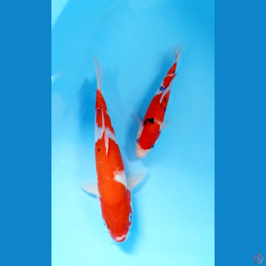 mix 23,30 cm