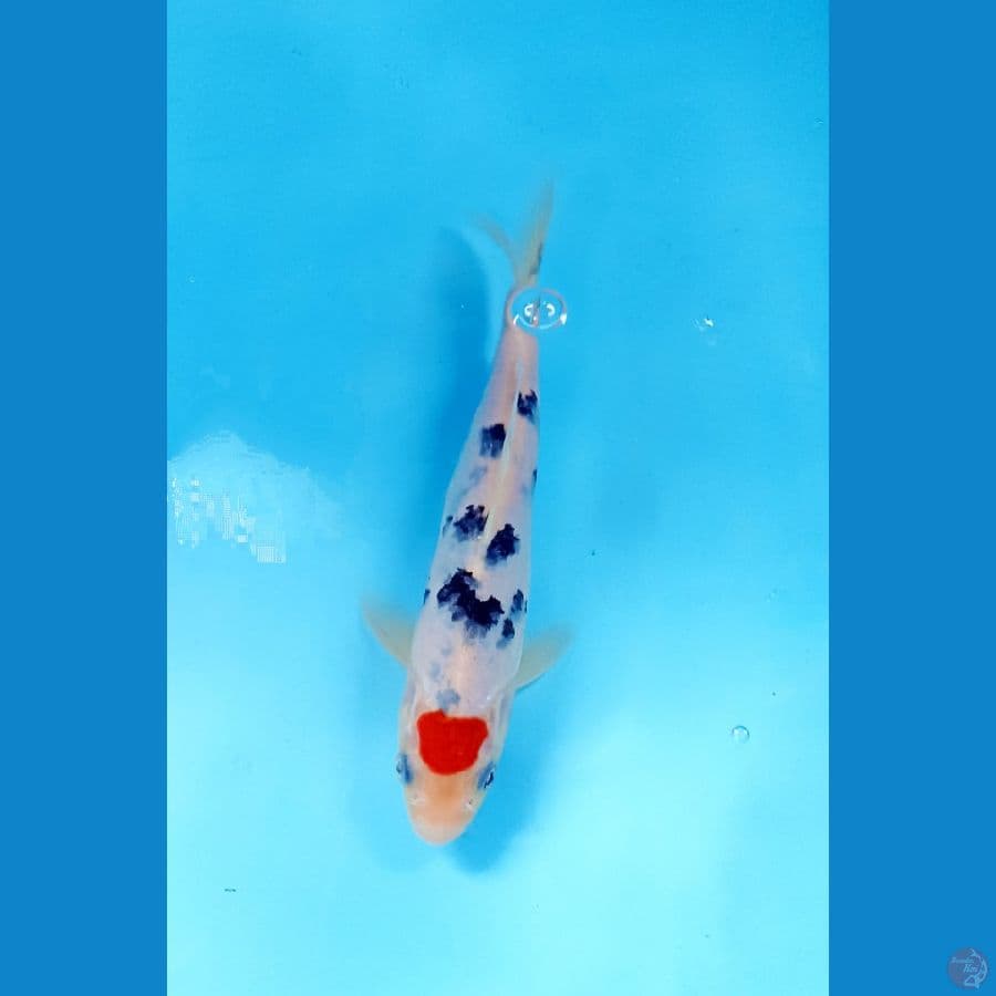 tancho sanke 17cm