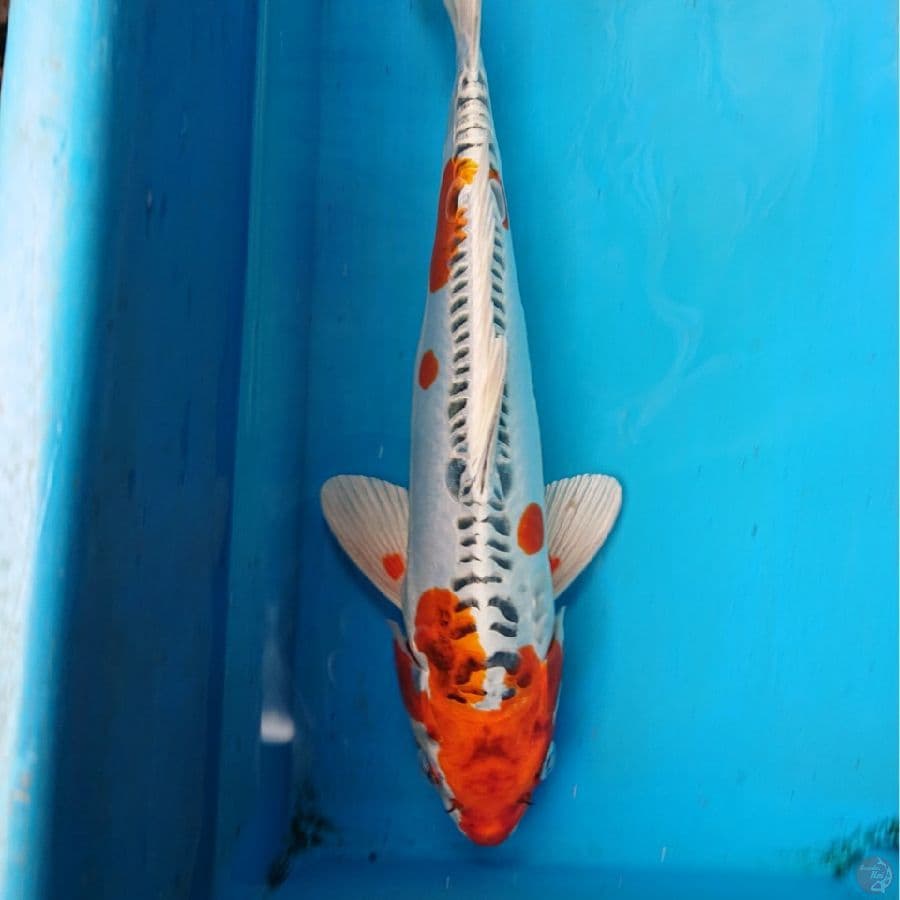 KUJAKU DOITSI 32 cm