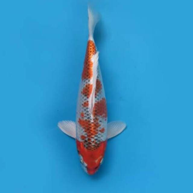 Kujaku Tategoi Hq 28cm Male Tosai