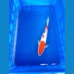 kohaku size 39cm