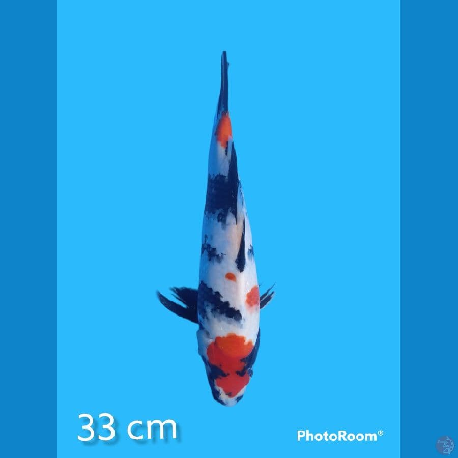 kindai showa 33 cm
