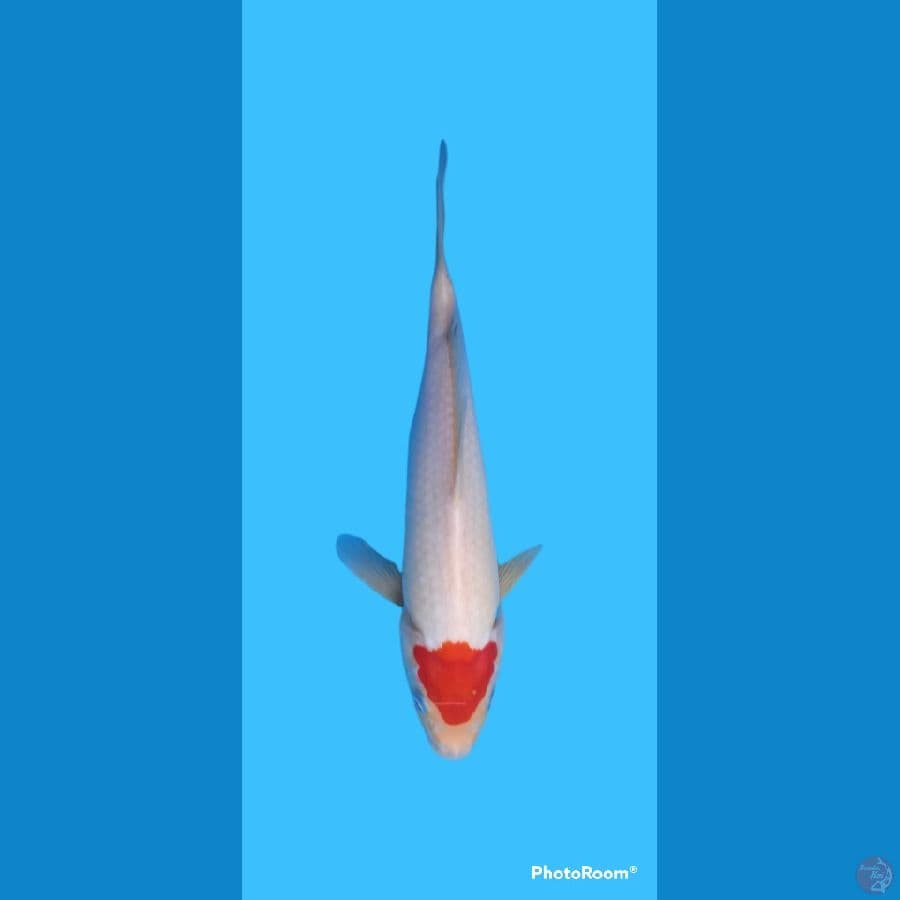 original tancho 28 cm 